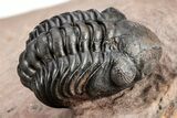 Metacanthina Trilobite With Reedops - Excellent Prep #209624-8